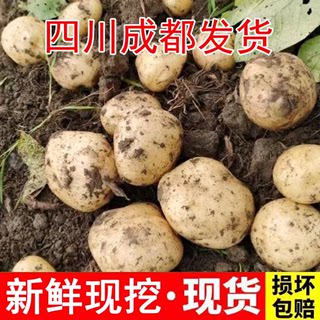 四川本地土豆新鲜现挖洋芋农家马铃薯黄心香糯农家时令蔬菜3/5/8