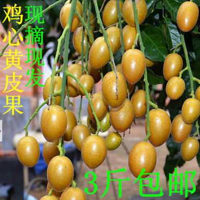 新鲜农家鸡心圆形黄皮酸酸甜甜孕妇水果现摘一份3斤顺丰包邮