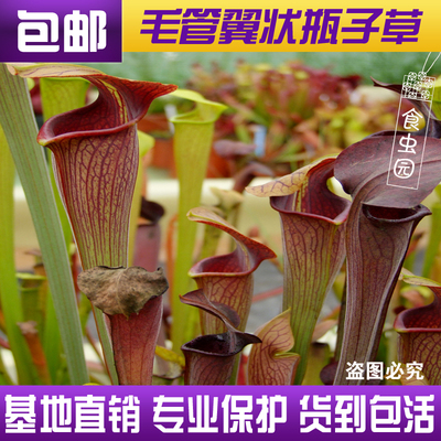 毛管翼状瓶子草 毛茸茸的瓶子食虫植物 食虫草 趣味绿植盆栽 包邮