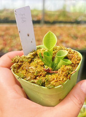 浙江实物图--小太阳太阳瓶子草  小型食虫植物精选一物一拍F68