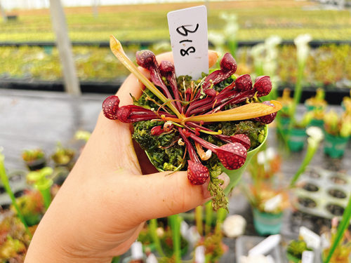 浙江实物图--B18号   鹦鹉瓶子草   小苗 趴地食虫精选一物一拍