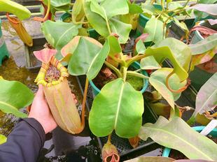 实物图 佛山实物图 50厘米 直径40 只有一颗 红叶宝特猪笼草