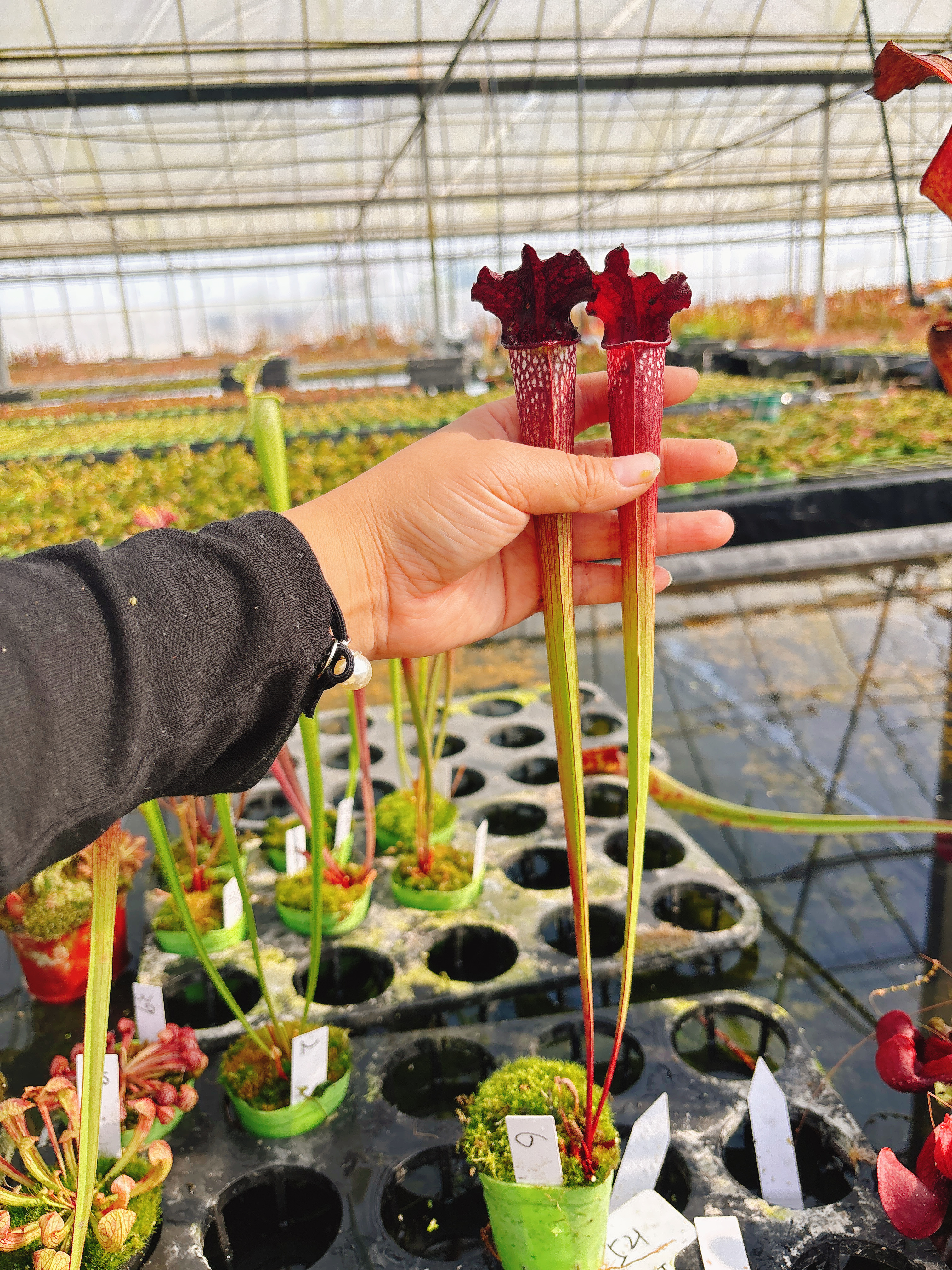 浙江实物图--黑色星期五杂交实生瓶子草大苗精选一物一拍6号