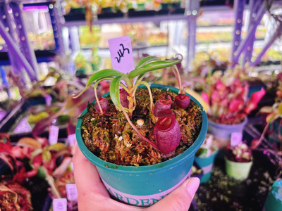 浙江实物图--杏黄猪笼草大苗  小马桶笼型小型食虫草精选实拍243