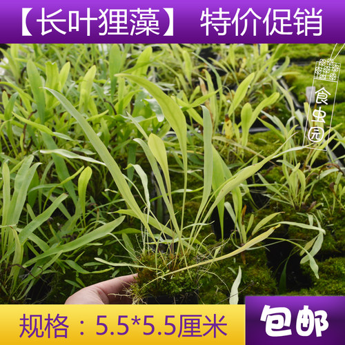 长叶狸藻食虫植物造景绿植盆栽
