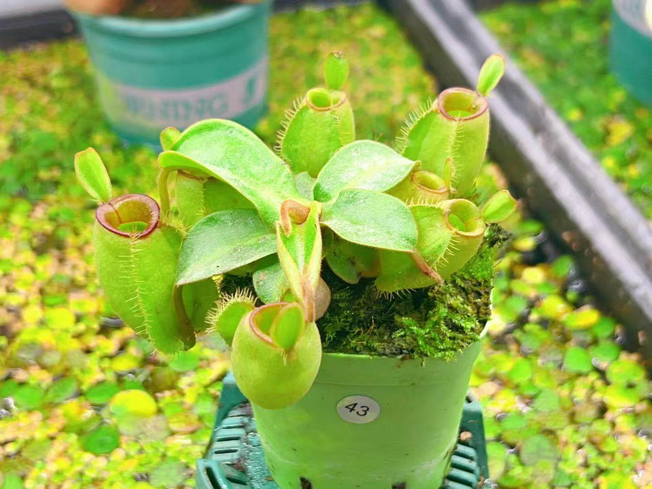 佛山实物图--43号 红唇绿苹果 地笼苗 精选一物一拍实拍图