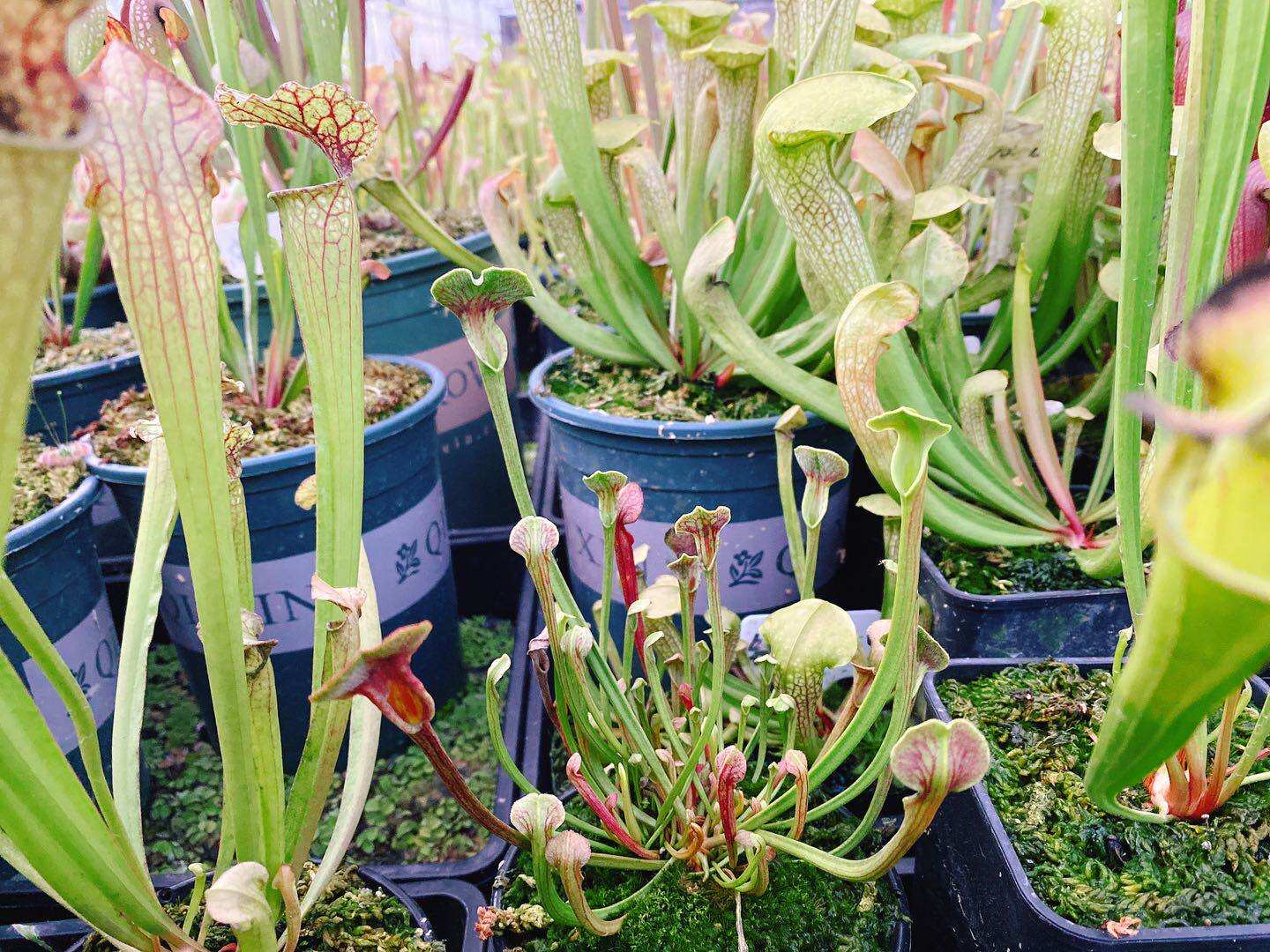 尖叫瓶子草 2019年选育 限量出一棵小苗