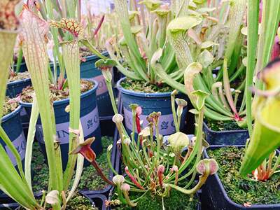 2019年选育限量一棵小苗瓶子草