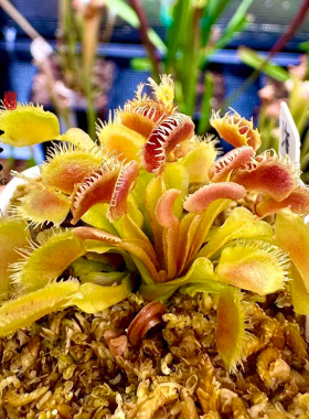 食虫植物--波浪海带捕蝇草叶插小苗精选挑大发货食虫草