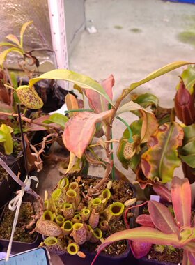 实物图--斑苹果猪笼草老桩带很多地笼精品精选一物一拍实拍图