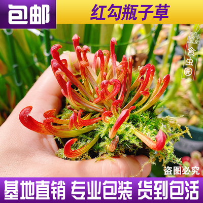 【红勾瓶子草】食虫植物 瓶子草实生苗 包邮