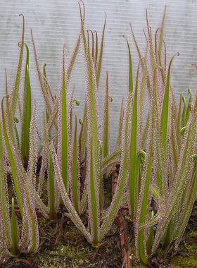 食虫植物--帝王茅膏菜（南非）丨 Drosera regia 大型黏虫食虫