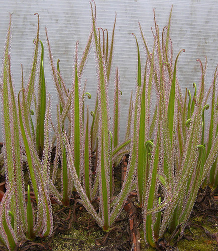 食虫植物--帝王茅膏菜（南非）丨 Drosera regia 大型黏虫食虫