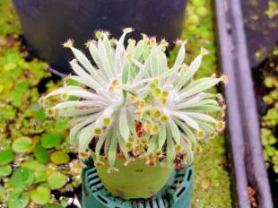 浙江实物图 独特个体 银匙茅膏菜 大苗精选一物一拍实拍图 49号