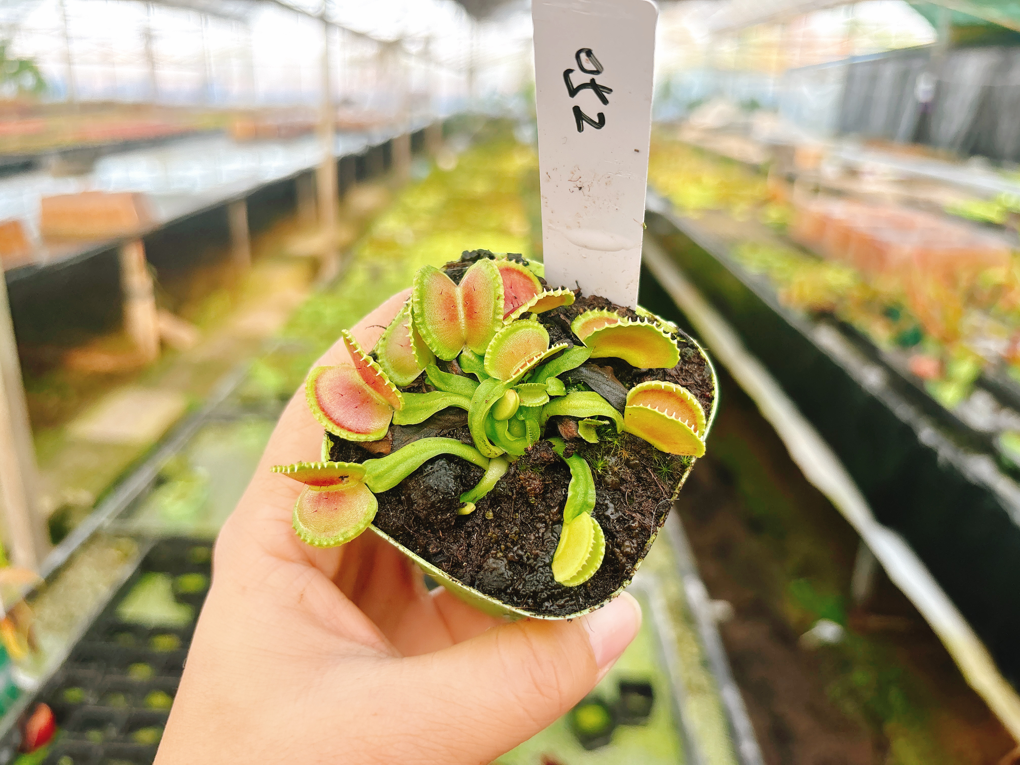 浙江实物图--贝壳捕蝇草大苗短齿类食虫草精选一物一拍实拍图052