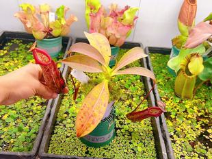 佛山实物图 米兰达猪笼草大苗食虫植物精选一物一拍实拍图 51号