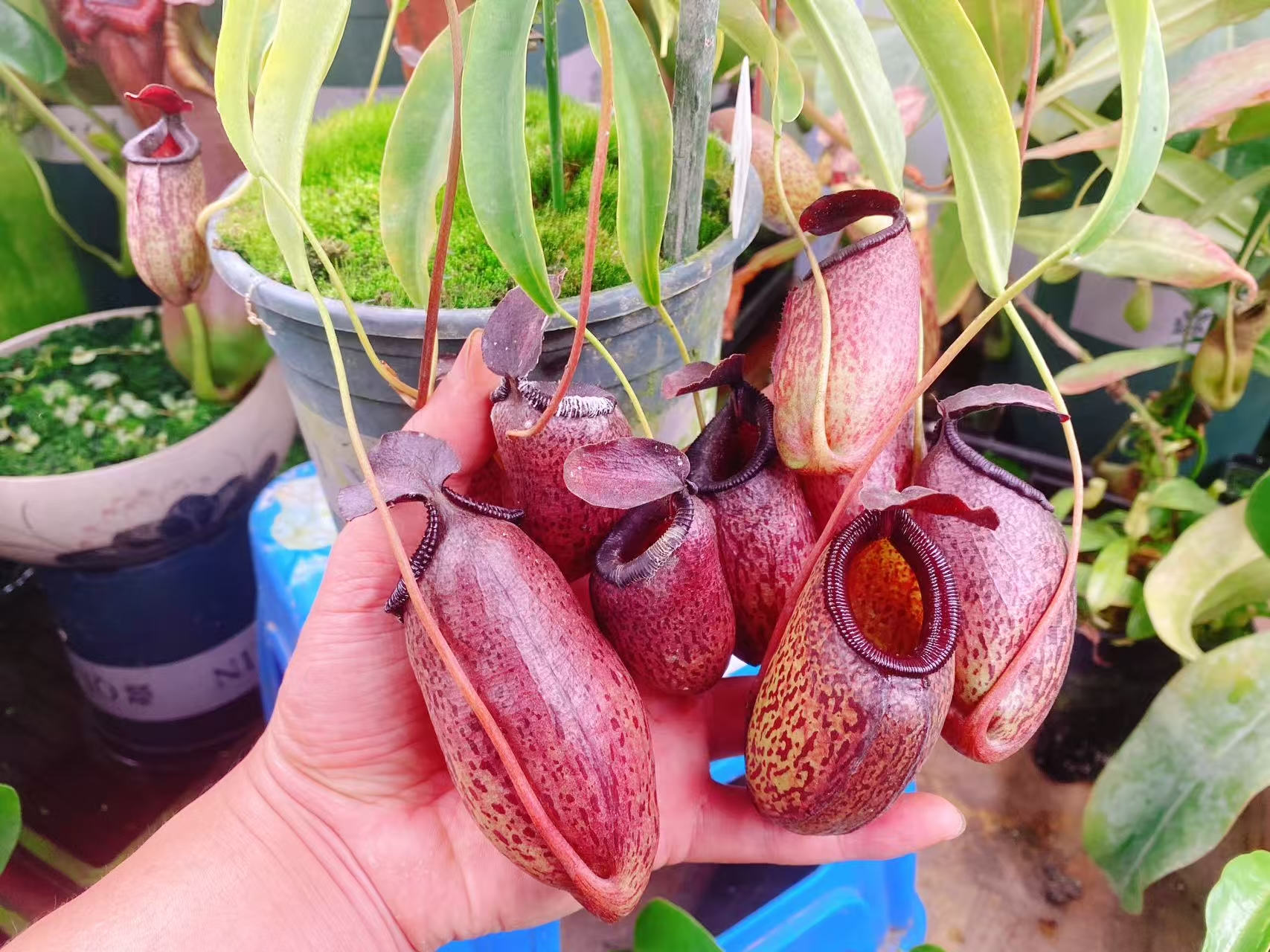 佛山实物图--82号 马兜铃×葫芦猪笼草 上位笼扦插苗精选一物一拍