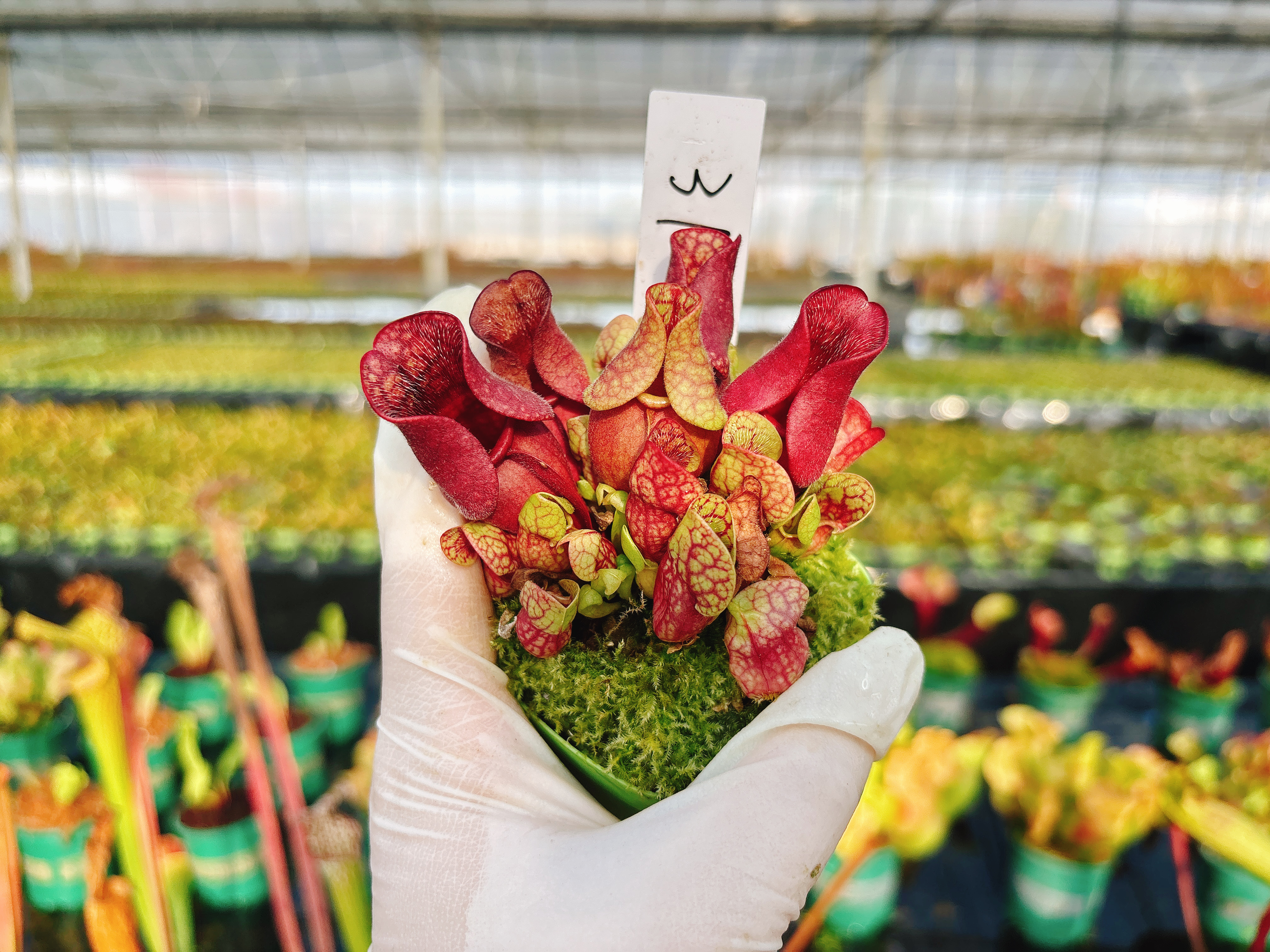 浙江实物图--31号紫色瓶子草小苗矮胖个体造景绿植精选一物一拍