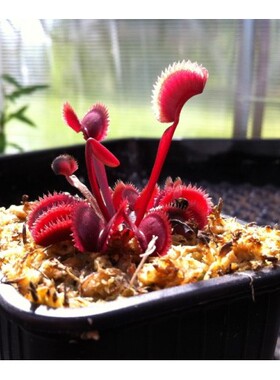 食虫植物-红色食人鱼捕蝇草（特价小苗！包邮 ）红色捕蝇草