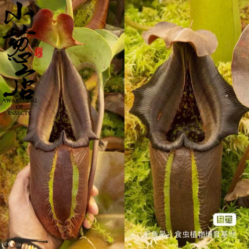 食虫植物--云雾猪笼草小苗特价精选食虫草猪笼草高端推荐