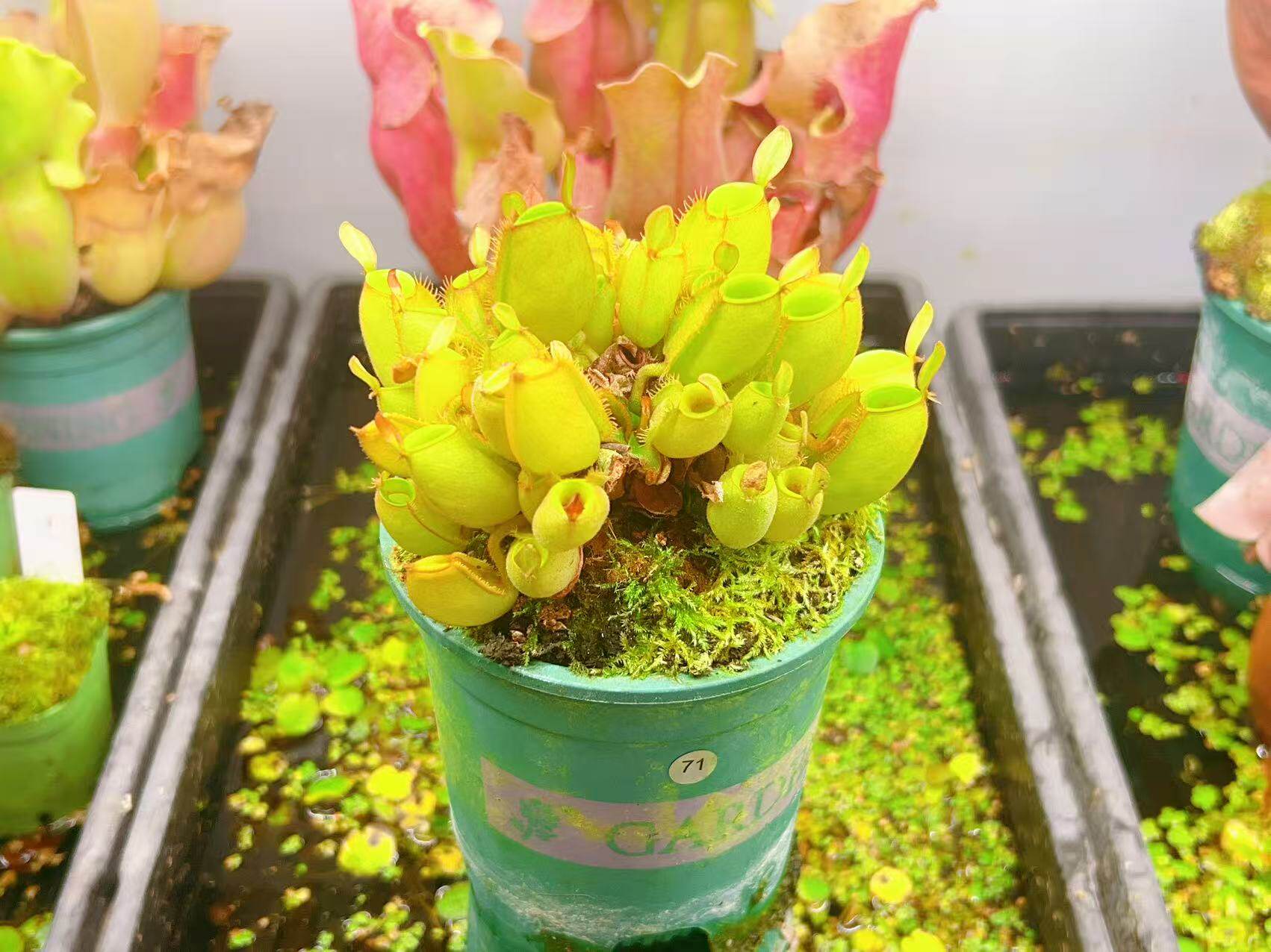 佛山实物图--71号 海淘货 绿苹果猪笼草 老桩地笼苗 精选实拍