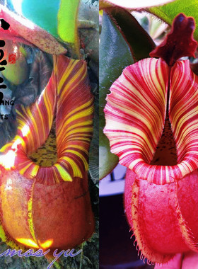 食虫植物--女王×徐脑袋维奇猪笼草种子苗   食虫猪笼草盆栽绿植