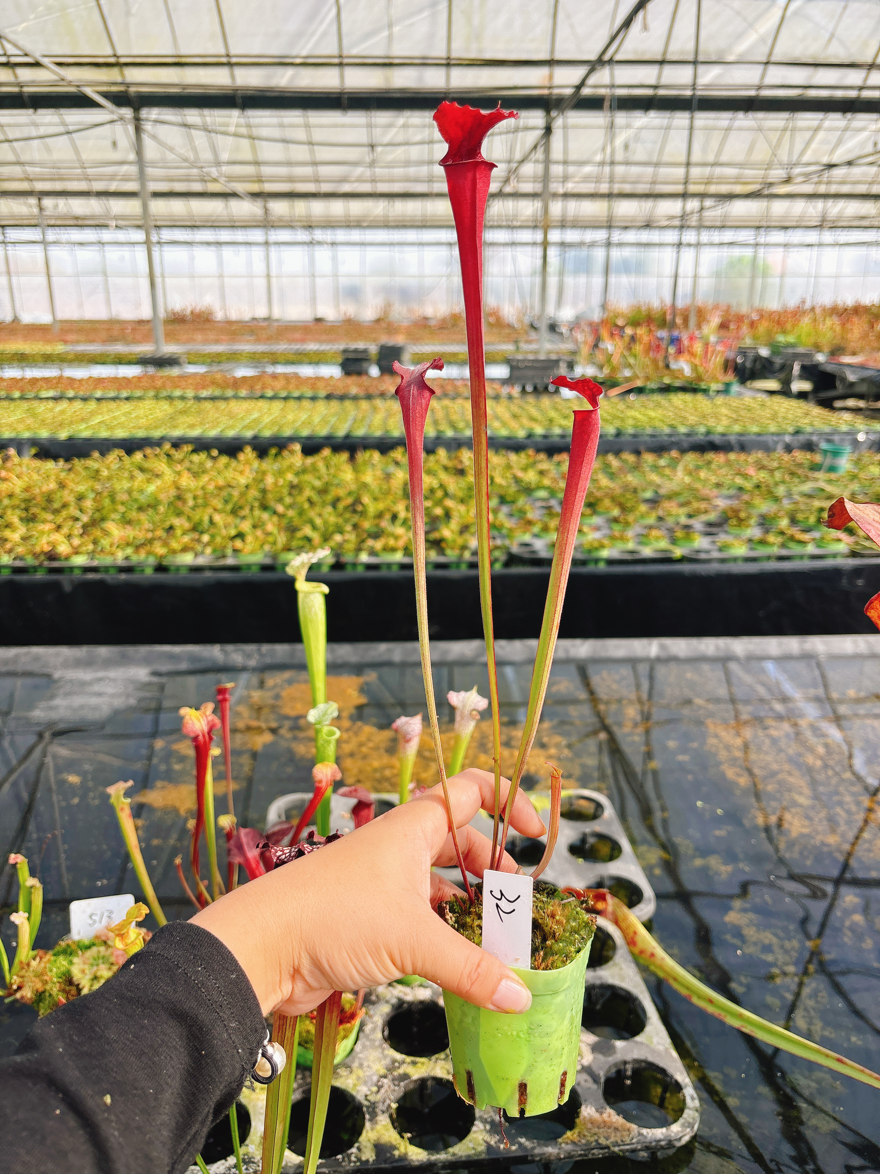 浙江实物图--红管摩尔瓶子草全红个体精选一物一拍实拍图32号