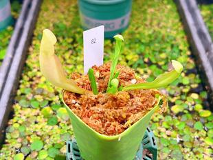 佛山实物图--82号 全绿紫瓶瓶子草小苗精选一物一拍实拍图