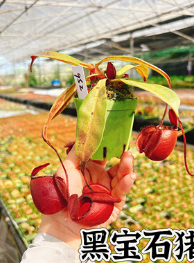 食虫植物佛山基地--黑月海盗猪笼草矮胖圆笼食虫草大叶子特价精选