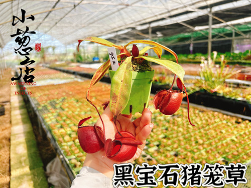 食虫植物佛山基地--黑月海盗猪笼草矮胖圆笼食虫草大叶子特价精选
