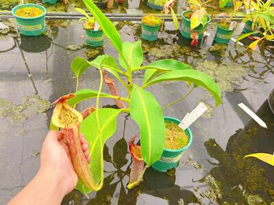 佛山实物图--40号 包希×（劳氏×暗色）猪笼草 大苗老桩精选实拍