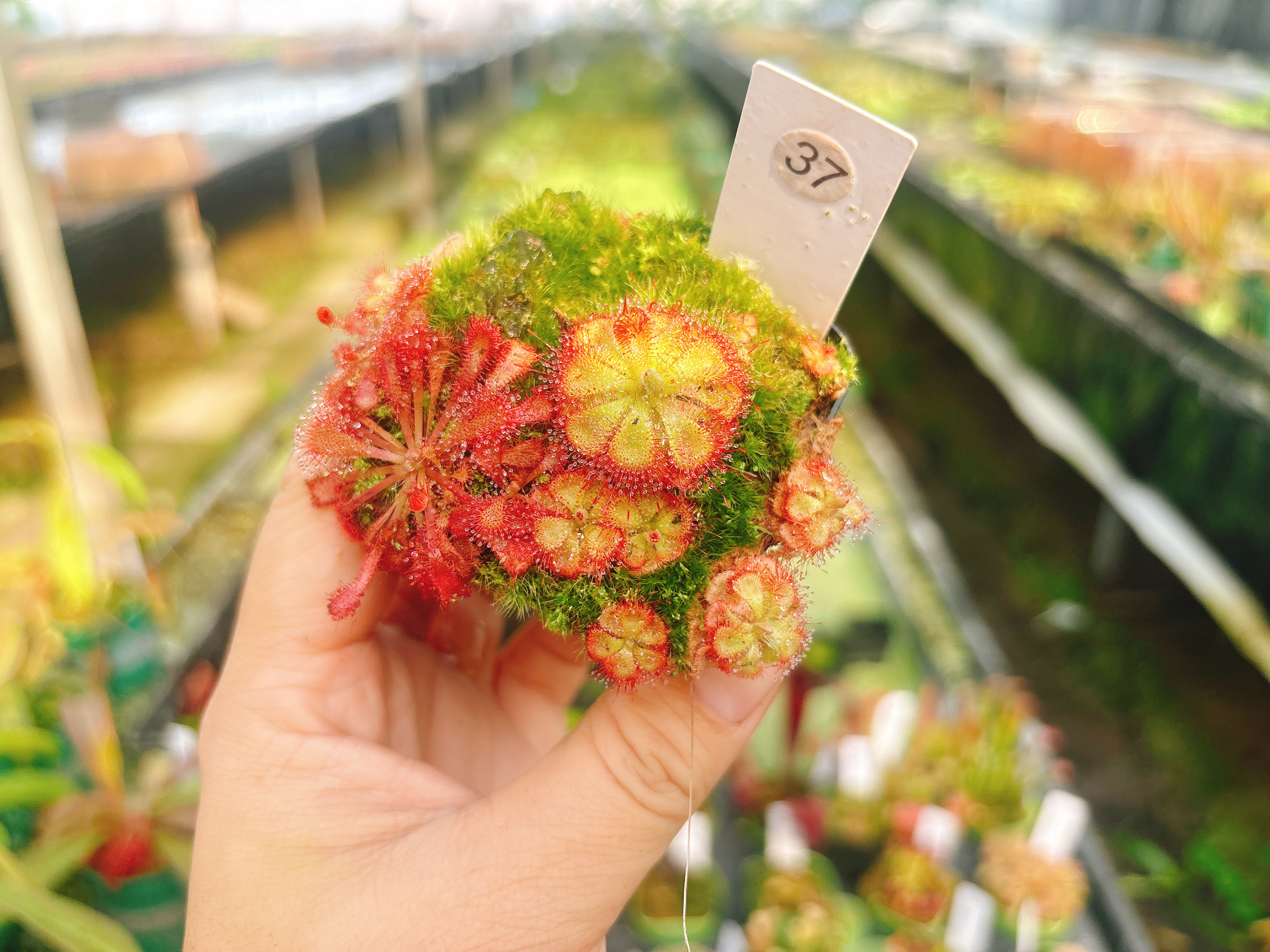 浙江实物图--锦地罗+洛弗丽茅膏菜特价精选一物一拍实拍图37号