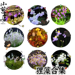 食虫植物--狸藻合集多种造景食虫植物狸藻趣味食虫植物捕虫开花