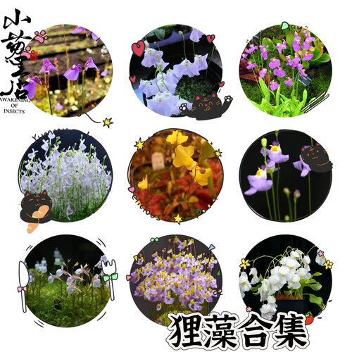 食虫植物--狸藻合集多种造景食虫植物狸藻趣味食虫植物捕虫开花