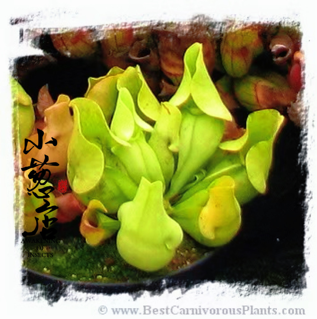 食虫植物--全绿蔷薇紫瓶瓶子草  荧光绿精选一物一拍实拍图,鲜花速递/花卉仿真/绿植园艺,食虫植物,淘宝优惠券,粉丝福利购,淘宝优惠卷