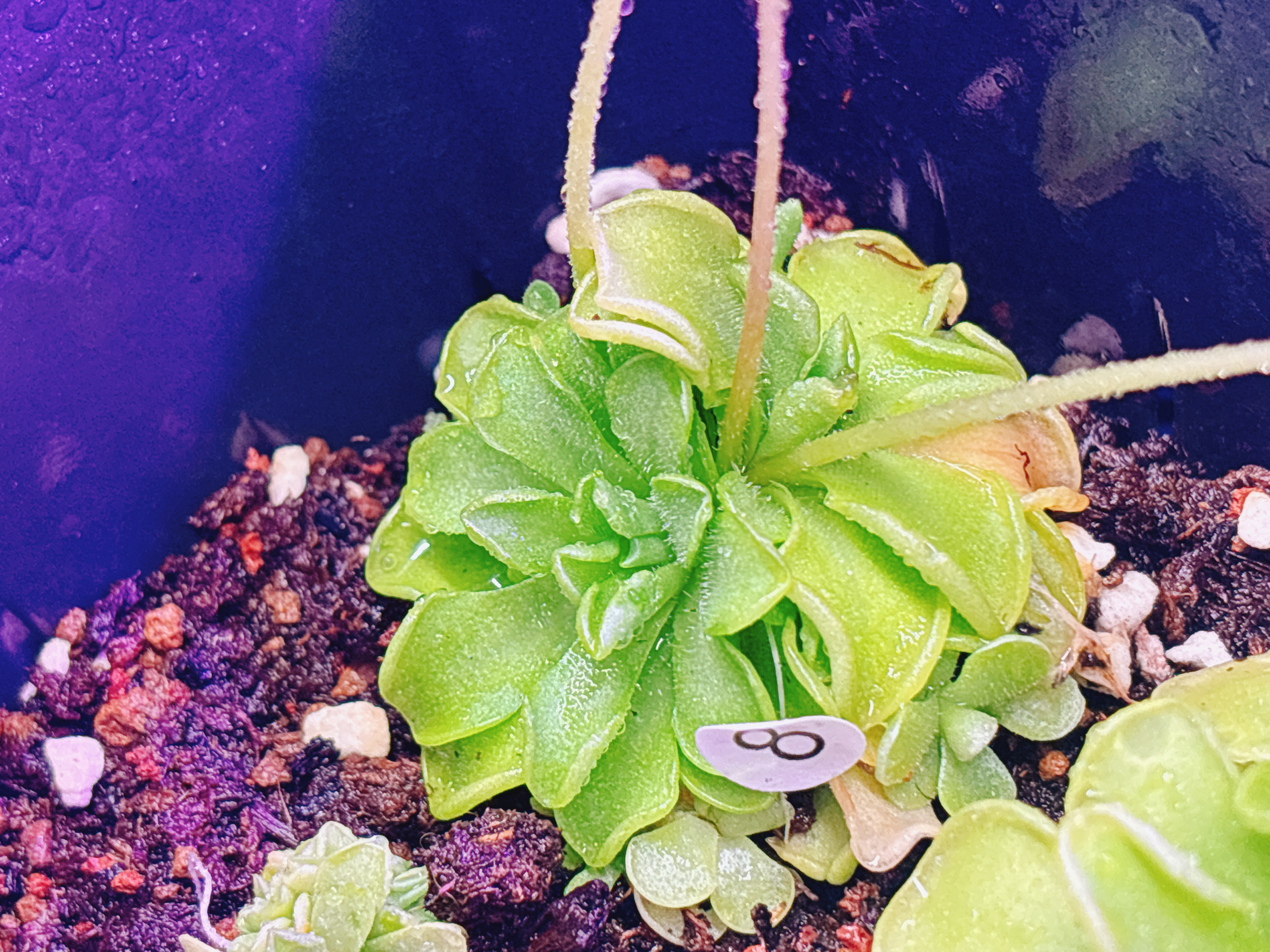 浙江实物图--伽马捕虫堇大苗多头开花苗精选一物一拍实拍图8号