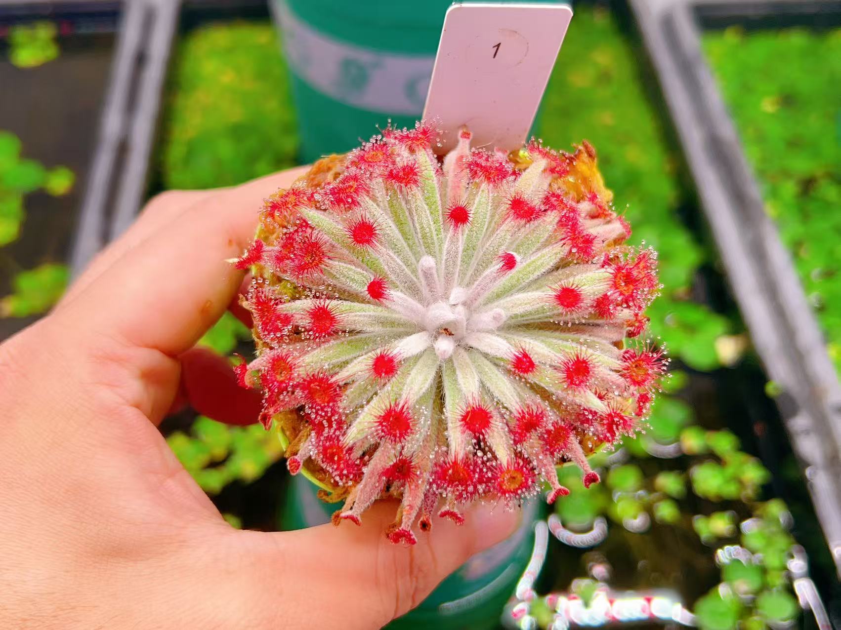 佛山实物图--1号银匙茅膏菜北邻地黏虫草食虫植物精选一物一拍