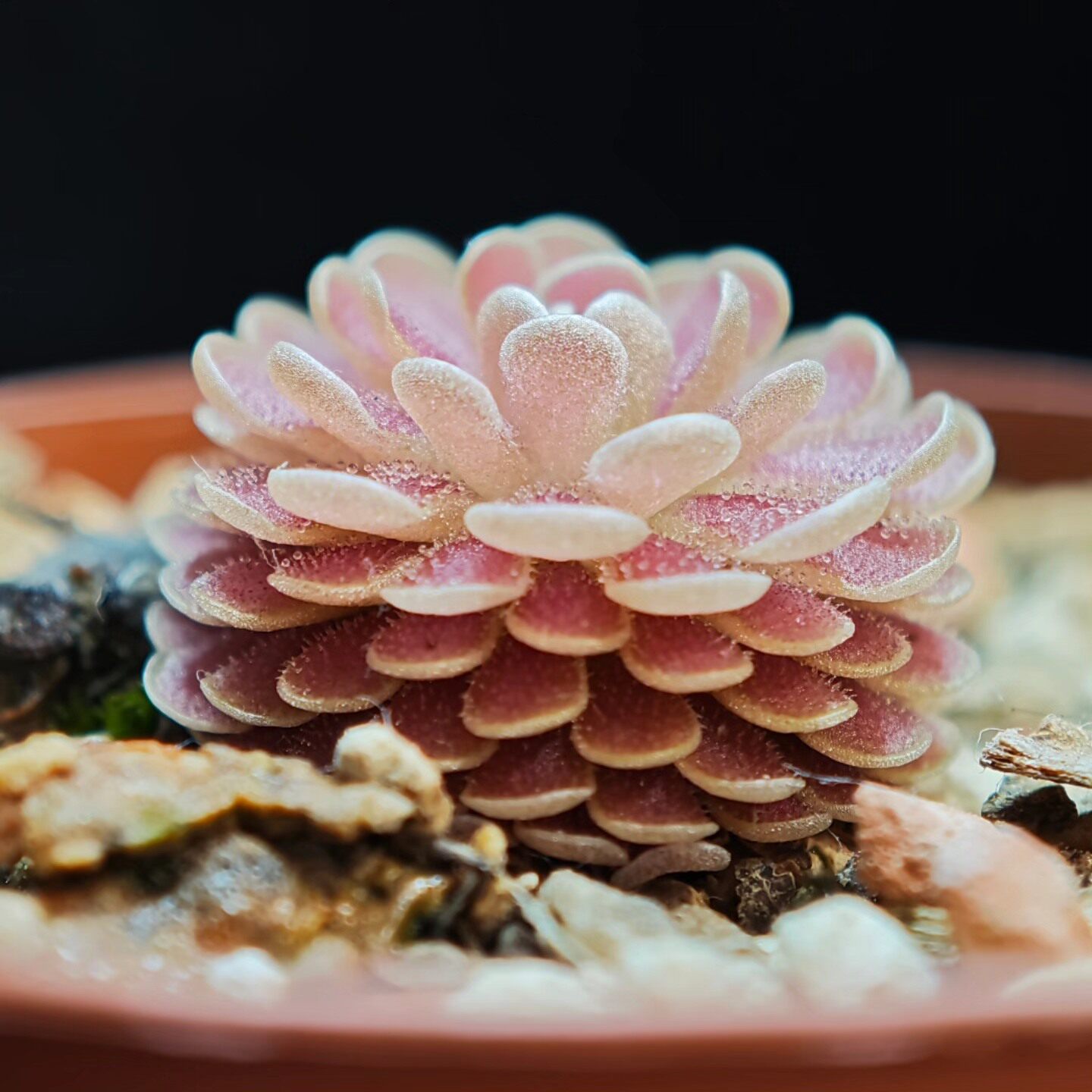食虫植物--德伯特捕虫堇  小型食虫多肉捕虫堇  造景绿植精选