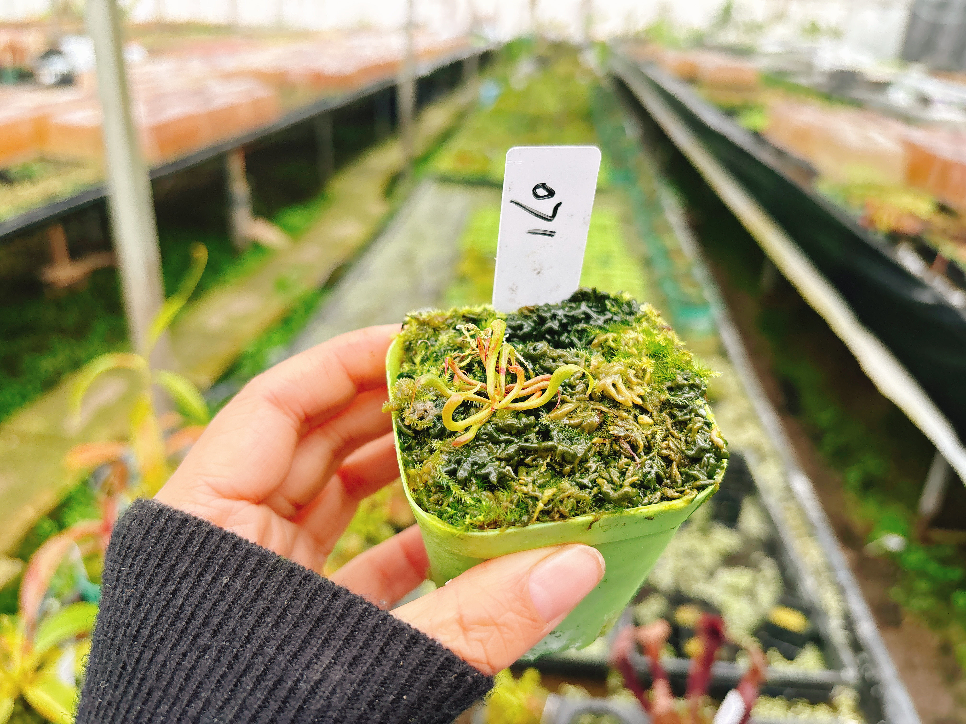 浙江实物图--眼镜蛇瓶子草即将成熟精选一物一拍实拍图071号,鲜花速递/花卉仿真/绿植园艺,食虫植物,淘宝优惠券,粉丝福利购,淘宝优惠卷