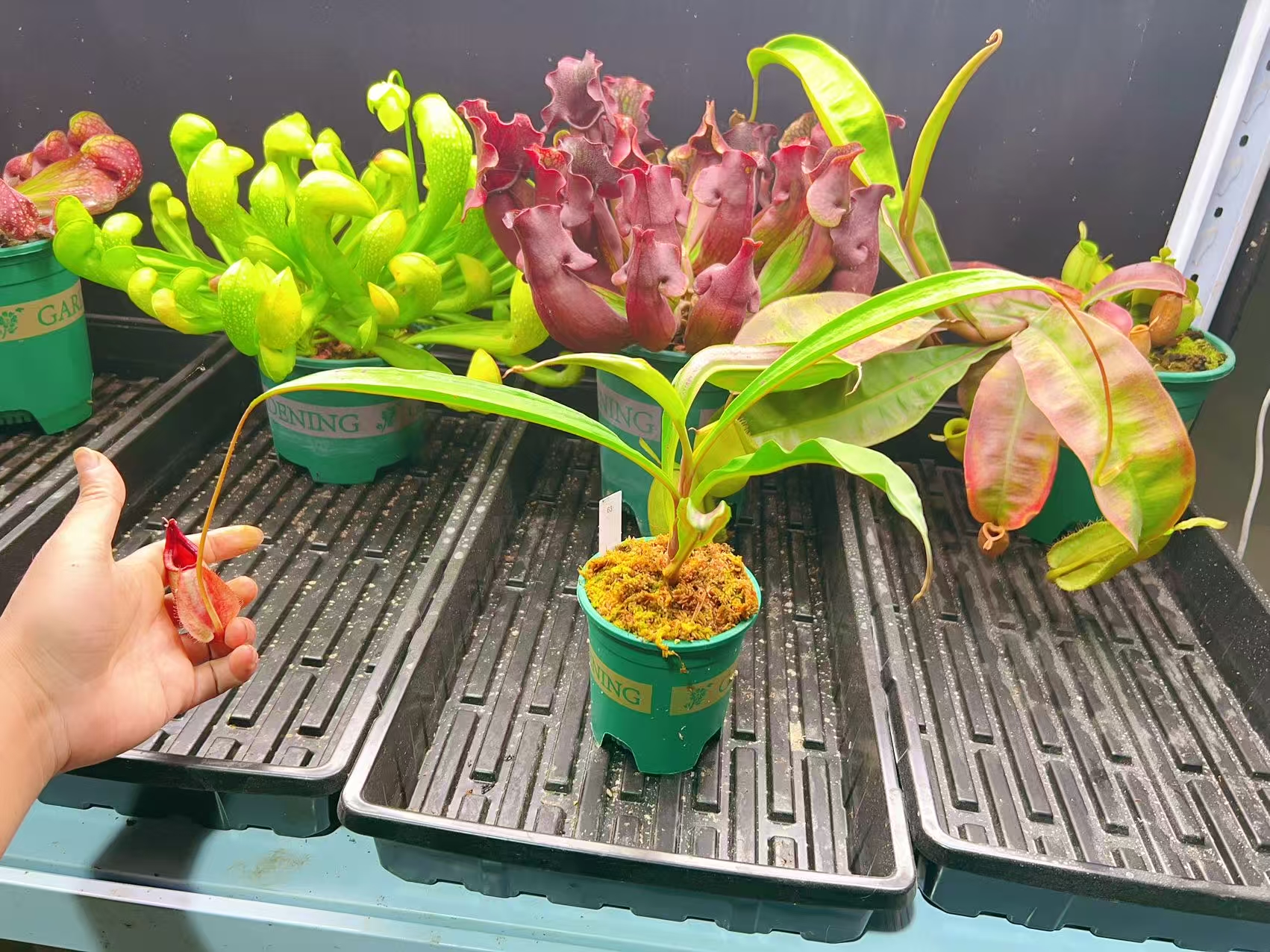 佛山实物图--63号 莱佛士×海盗猪笼草 扦插苗大苗精选一物一拍