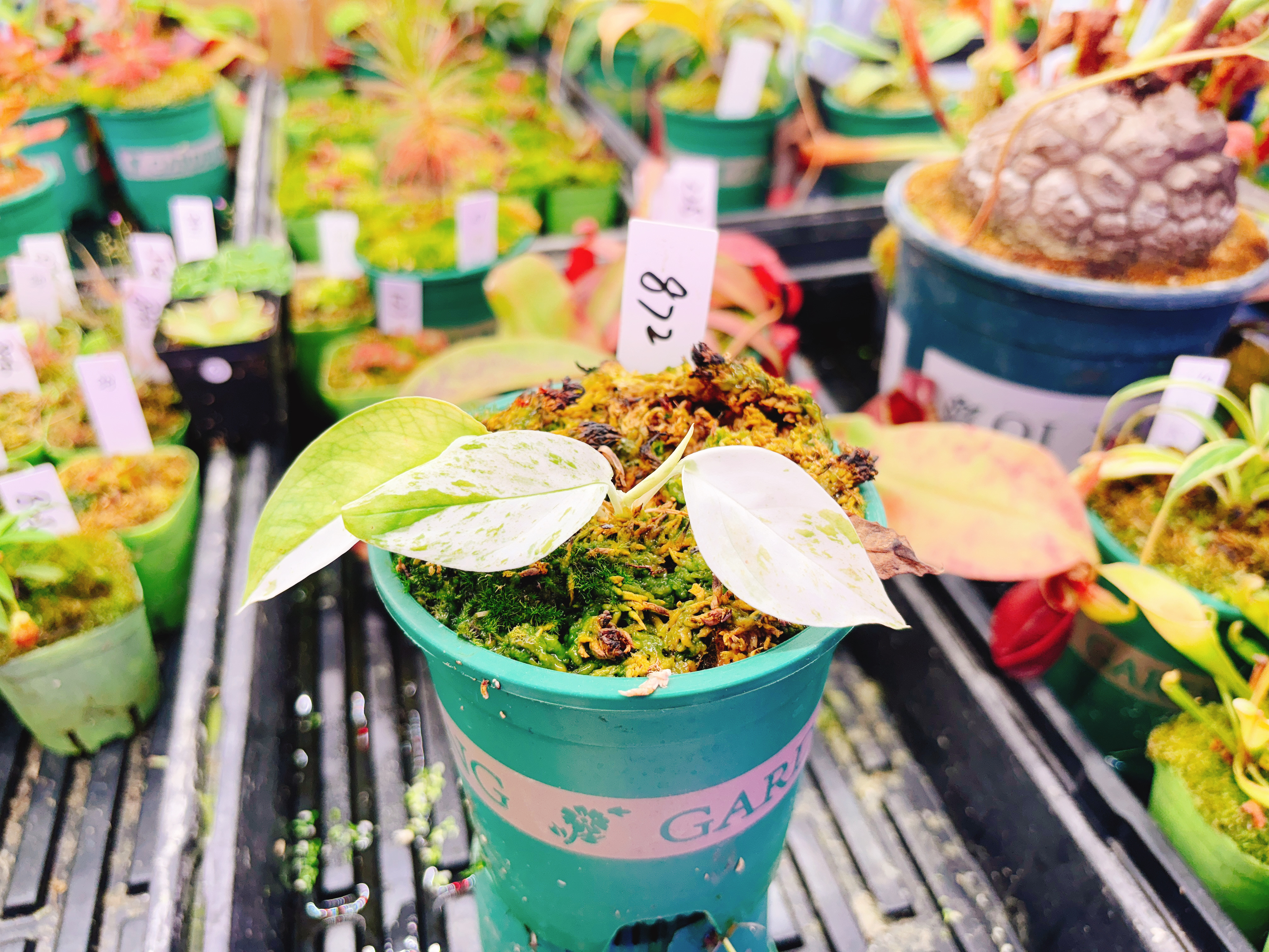 浙江实物图--白化麒麟薄荷尾 热植绿植盆栽精选一物一拍实拍872号