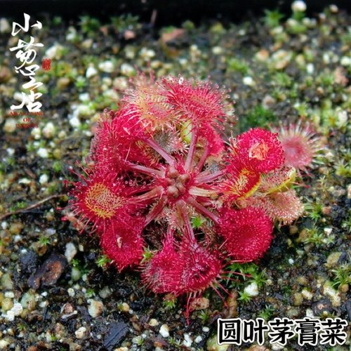 食虫植物--圆叶茅膏菜 圆形黏虫叶捕虫草造景小绿植精选个体
