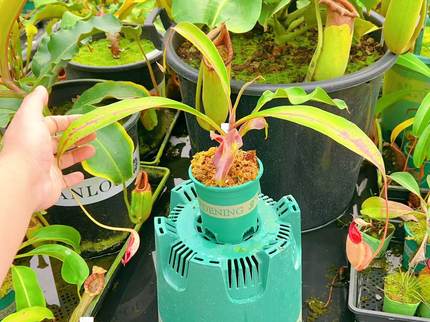 佛山实物图--92号海盗×莱佛士猪笼草  大花唇精选一物一拍实拍