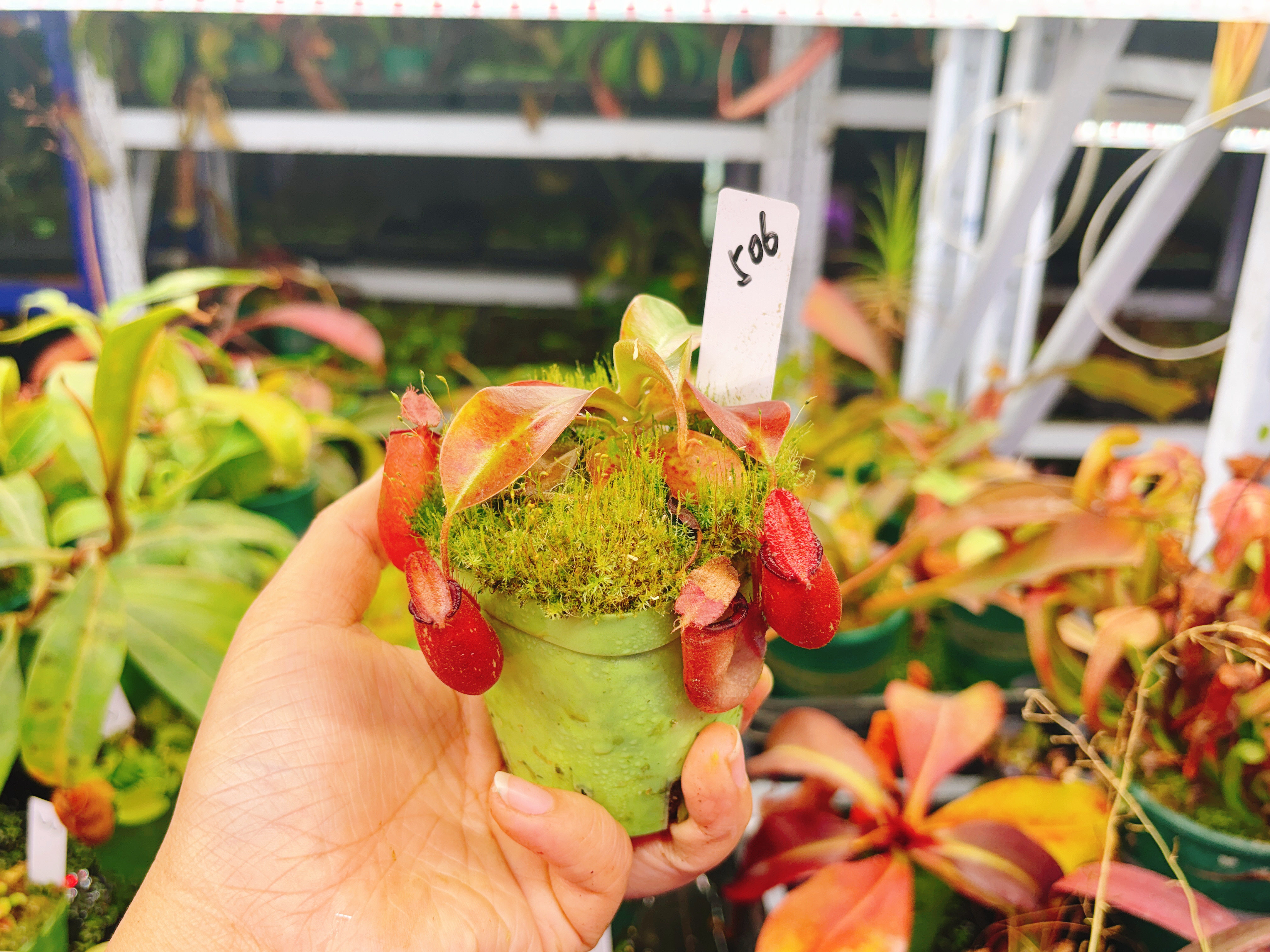 浙江实物图--红苹果交辛布亚葫芦猪笼草精选一物一拍实拍图506号,鲜花速递/花卉仿真/绿植园艺,食虫植物,淘宝优惠券,粉丝福利购,淘宝优惠卷