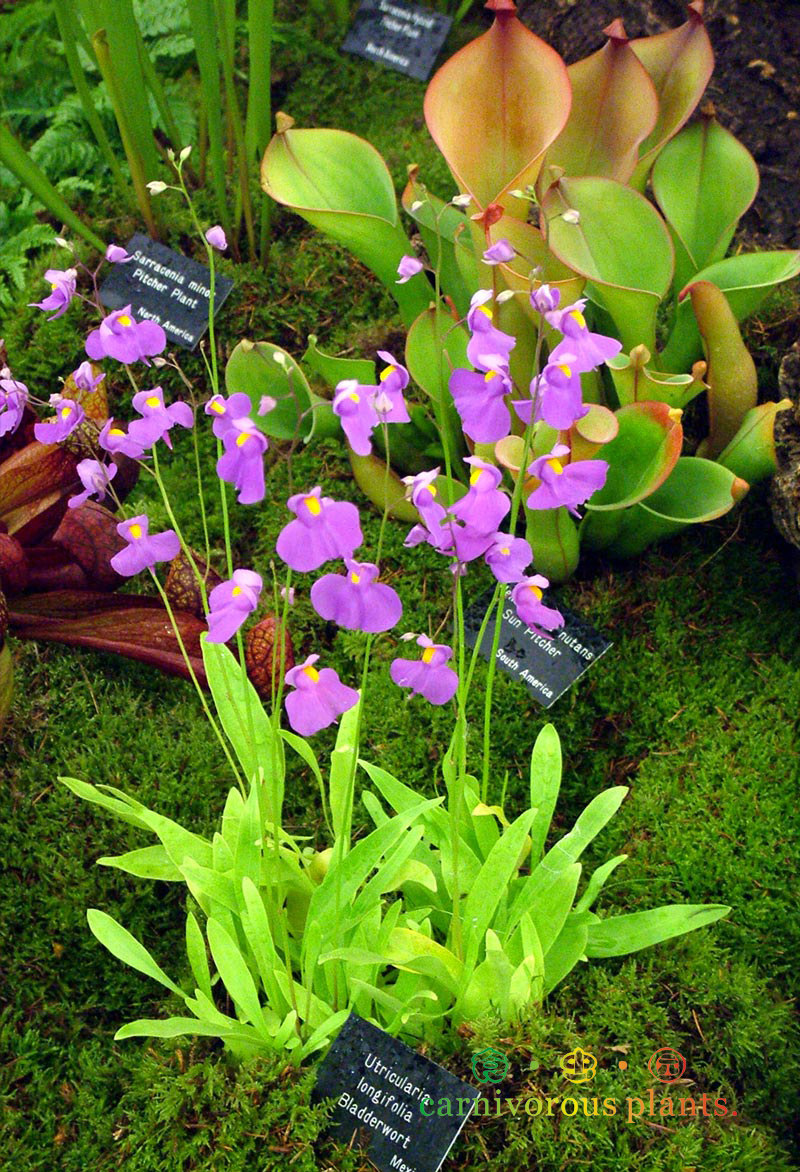 食虫植物-长叶狸藻【u.longifolia】