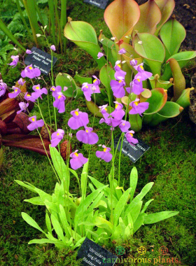 食虫植物-长叶狸藻【U.longifolia】