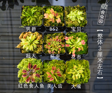 насекомоядное растение 【栽好发货 包邮】捕蝇草套餐 各种捕蝇草任你选 新手套餐