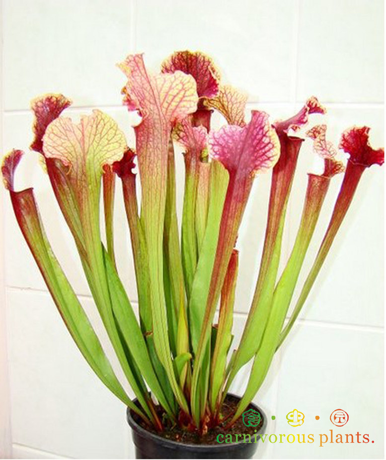 食虫植物-朱迪思瓶子草【食虫草 低调奢华的瓶子 】