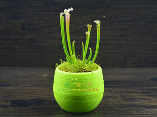 食虫植物-白瓶子草（限量特价促销包邮  进口种苗 食虫草盆栽）