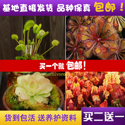 食虫植物捕蝇草瓶子草买二送